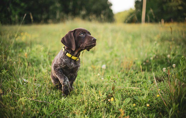 exercise tracker for dogs