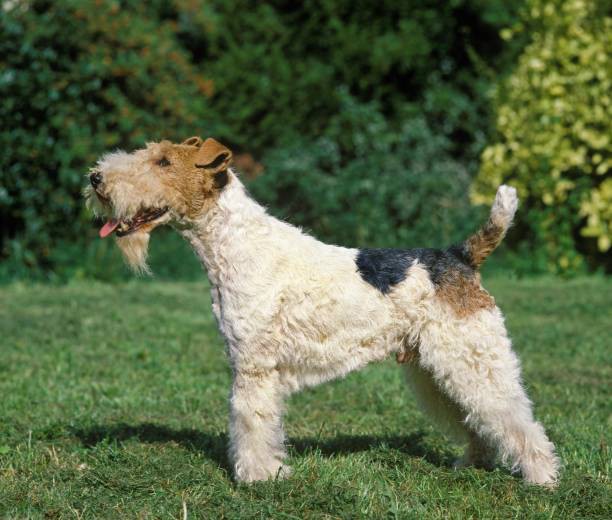 Fox Terrier