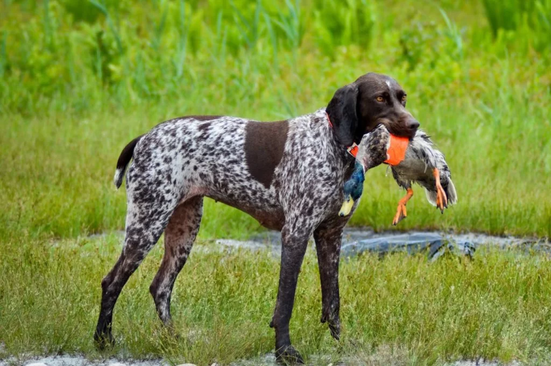 pointer-hunting pointer-hunting
