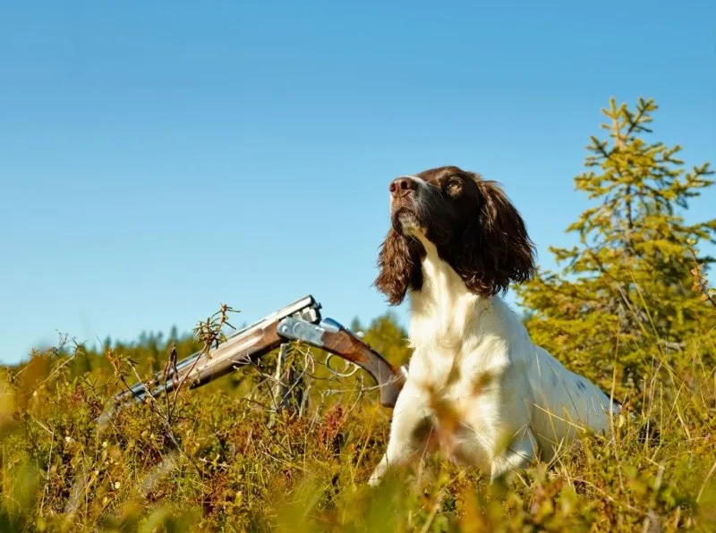 flushing dog flushing dog