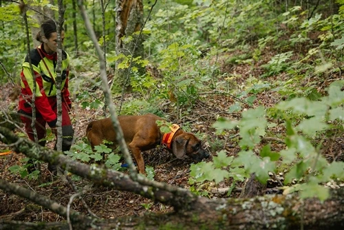 Dayanıklılık Neden Hızı Aşar: Bir Domuz Köpeği Harika Yapan Nedir?